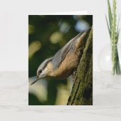 Nuthatch sur une carte d'arbre (Devant)