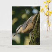 Nuthatch sur une carte d'arbre (Fleur jaune)