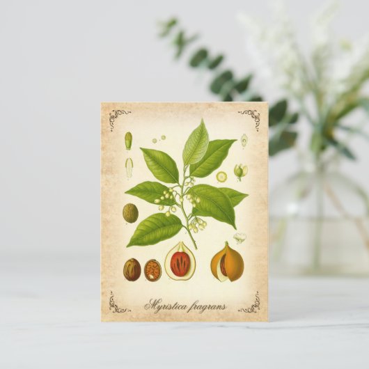 Nutmeg - afbeelding briefkaart (Staand voorkant)