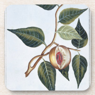 Nutmeg, bord 7, uit 'Collectie Precieuse et Enl Onderzetter