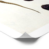 Nutmeg, bord 8, uit 'Collectie Precieuse et Enl Poster (Hoek)