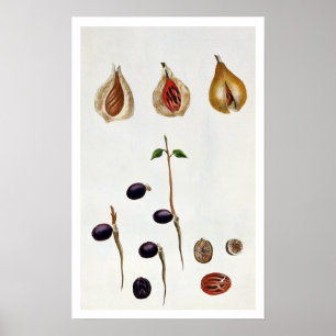 Nutmeg, bord 8, uit 'Collectie Precieuse et Enl Poster