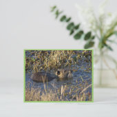 Nutria in water briefkaart (Staand voorkant)