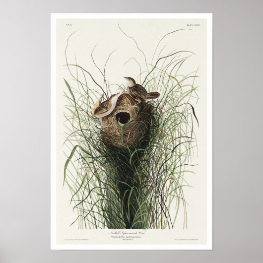 Nuttall's kleinmoeraskinderen van Audubon Poster (Voorkant)