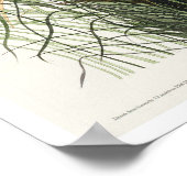 Nuttall's less marsh Wren par Audubon Poster (Coin)