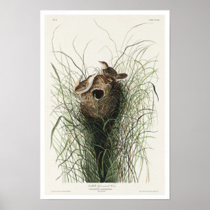 Nuttall's less marsh Wren par Audubon Poster