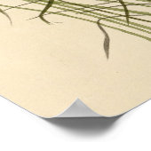 Nuttall's mindere marsh Wren Poster (Hoek)