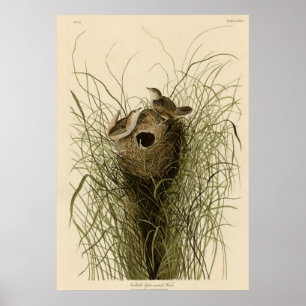 Nuttall's mindere marsh Wren Poster