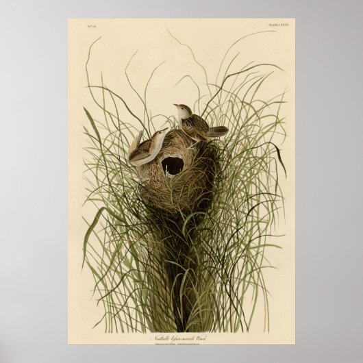 Nuttall's mindere marsh Wren Poster (Voorkant)
