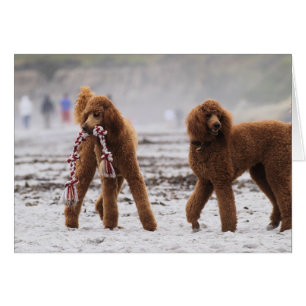 Nuttige dag 2010 #10