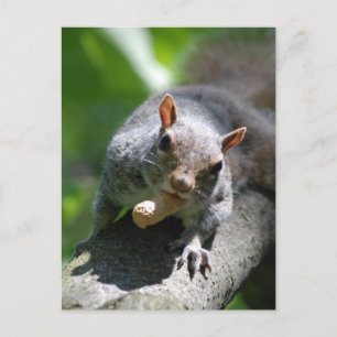 Nutty Squirrel Briefkaart