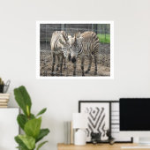Nuzzling Zebras Poster (Thuiskantoor)