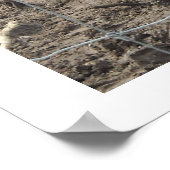 Nuzzling Zebras Poster (Hoek)