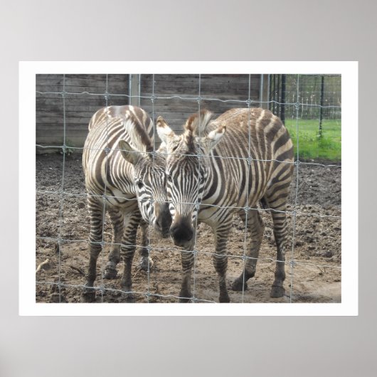 Nuzzling Zebras Poster (Voorkant)