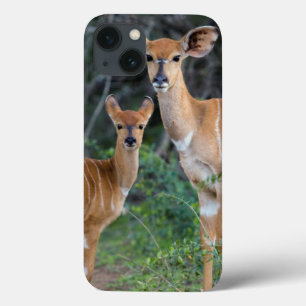 Nyala (Tragelaphus Angazii) met jong, Ndumo iPhone 13 Hoesje