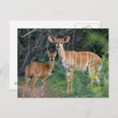 Nyala (Tragelaphus Angazii) With Young, Ndumo Briefkaart (Voorkant / Achterkant)