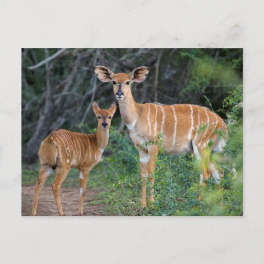 Nyala (Tragelaphus Angazii) With Young, Ndumo Briefkaart (Voorkant)