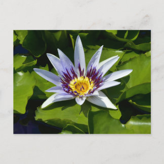 Nymphaea colorata - Afrikaanse Waterlelie Tanzania Briefkaart