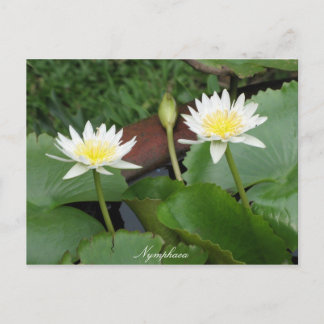 Nymphaea Flower Waterlily Briefkaart
