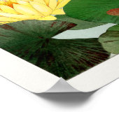 Nymphaea lotus poster (Hoek)