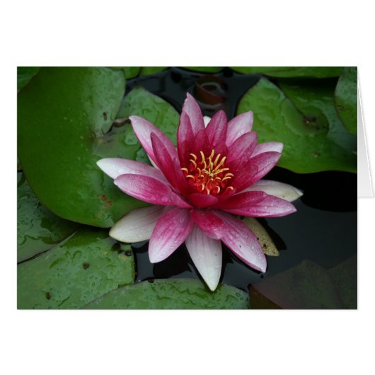 Nymphaea tetragona (Voorkant Horizontaal)