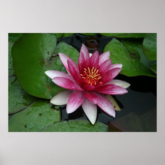 Nymphaea tetragona poster (Voorkant)