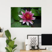 Nymphaea tetragona poster (Thuiskantoor)