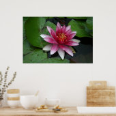 Nymphaea tetragona poster (Keuken)