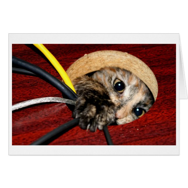 Nymphe de bureau (Devant Horizontal)