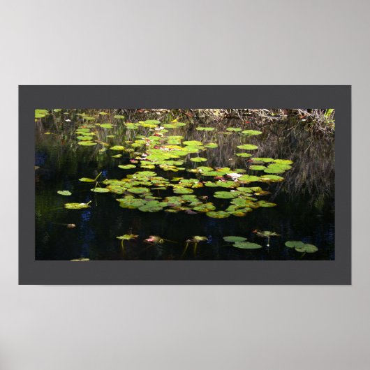 Nymphéas Affiche Photo (Devant)