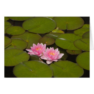 Nymphéas en fleurs