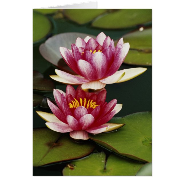 Nymphéas hybrides (Devant)