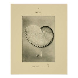 NZ Shells - Argonauta nodosa en Spirula Peroni Perfect Poster