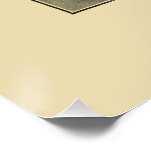 NZ Shells - Argonauta nodosa en Spirula Peroni Perfect Poster (Hoek)