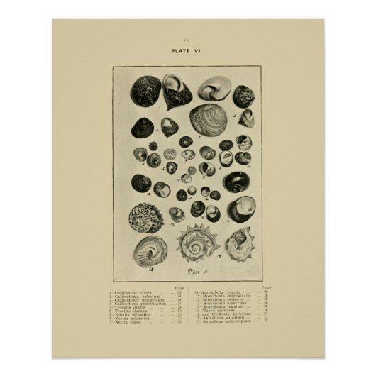 NZ Shells Perfect Poster (Voorkant)