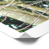 NZ Tui in een gom-boom Poster (Hoek)