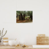 O jardim do Getsêmani em Jerusalem, a Cidade Santa Poster (Keuken)