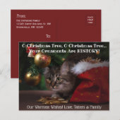 O kerstboomkat-feestfoto briefkaart (Voorkant / Achterkant)