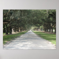 Oak Alley at Boone Hall, Charleston SC Poster