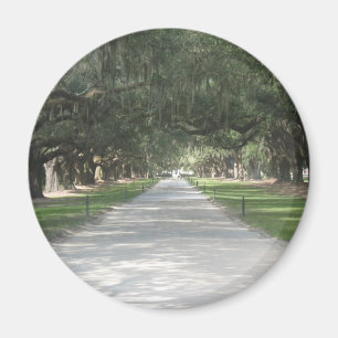 Oak Alley in Boone Hall, Charleston SC Magnet Magneet