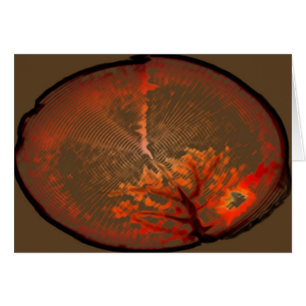 Oak-boom bij zonsopgang