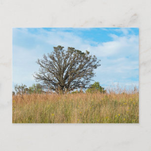 Oak-boom en Tall Grass Prairie Briefkaart