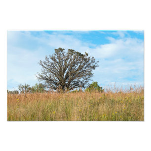 Oak-boom en Tall Grass Prairie Foto Afdruk