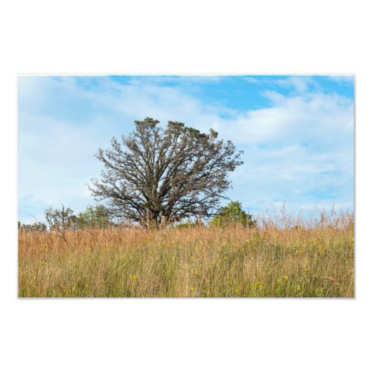 Oak-boom en Tall Grass Prairie Foto Afdruk (Voorkant)