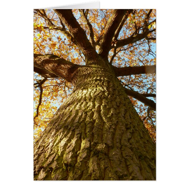 Oak-boomkaart (Voorkant)