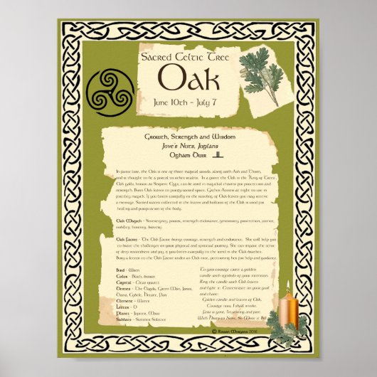 OAK CELTIC SACRED TREE POSTER (Voorkant)