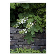 Oak Leaf Hydrangea en een Stone Wall