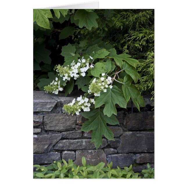 Oak Leaf Hydrangea en een Stone Wall (Voorkant)