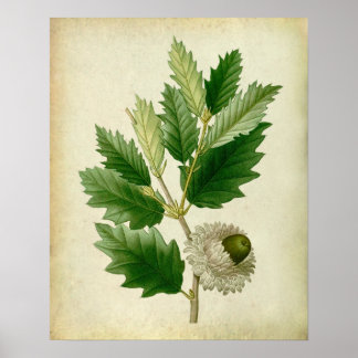 Oak Leaf no.8 Housewarming gift Poster