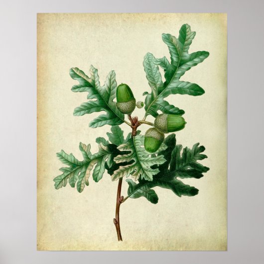 Oak Leaves no.5 Farmhouse Wall Decor Poster (Voorkant)